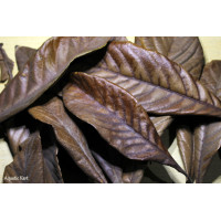 Premium Dried Loquat Leaves (Pack of 10)